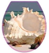 Сиденье для унитаза  с рисунком CLASSIC  Раковина морская